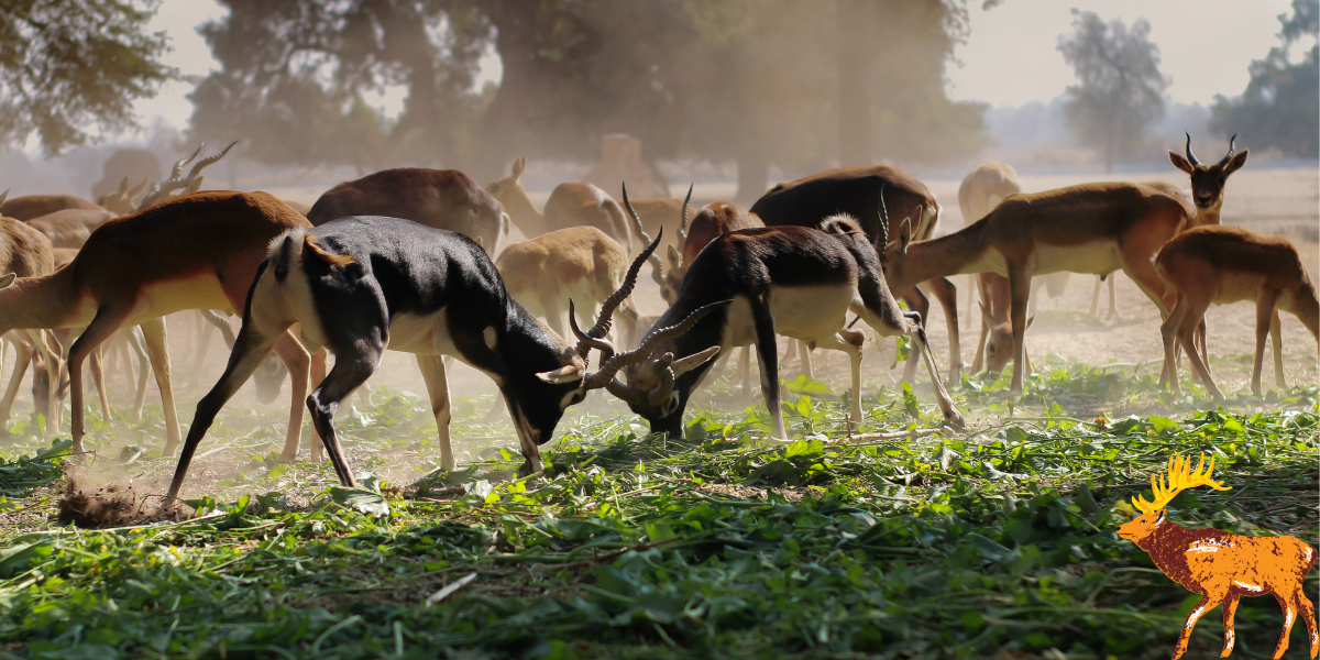 Top 5 Destinations for Wildlife Enthusiasts
